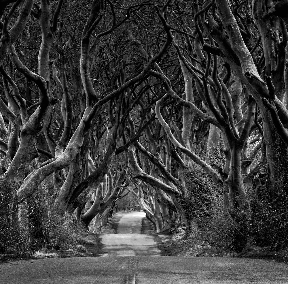 Enchanted Tree Tunnel by Eleonora Grigorjeva