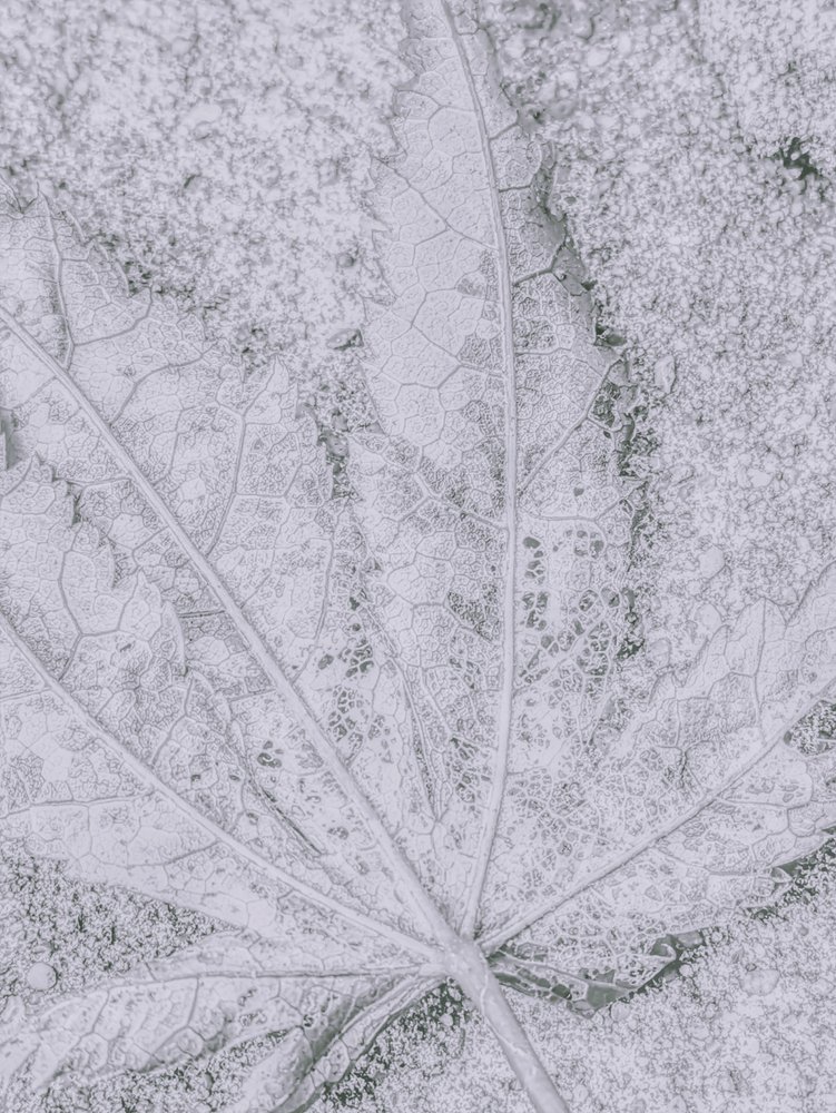 Frosted Leaf Detail by Elizabeth Allen