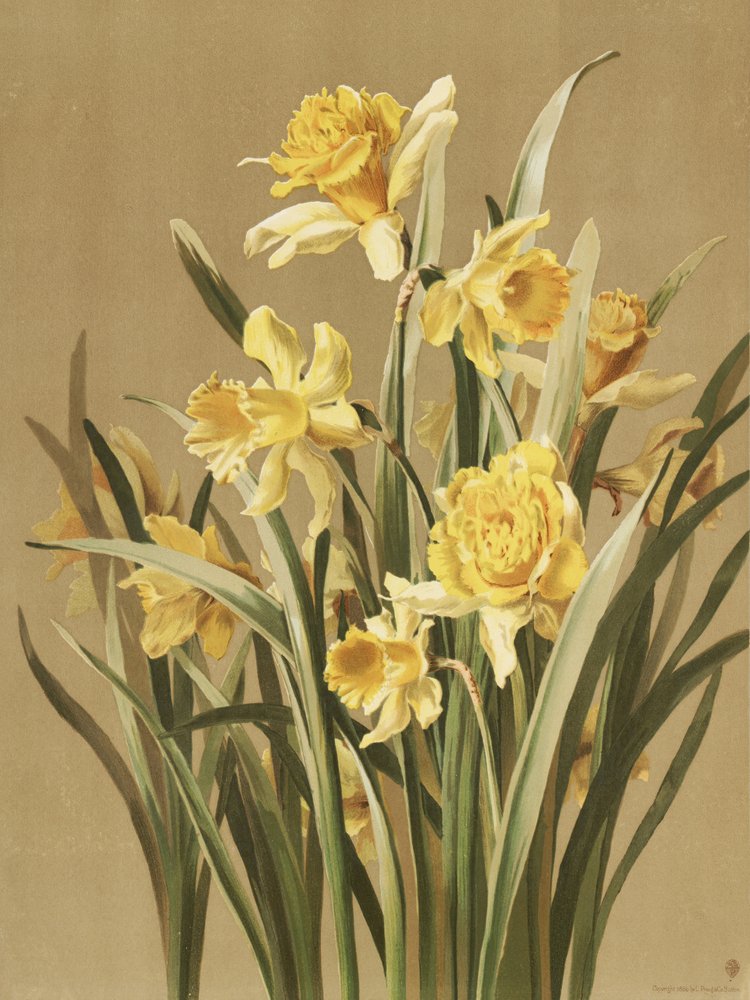 Daffodils by Ellen Thayer Fisher