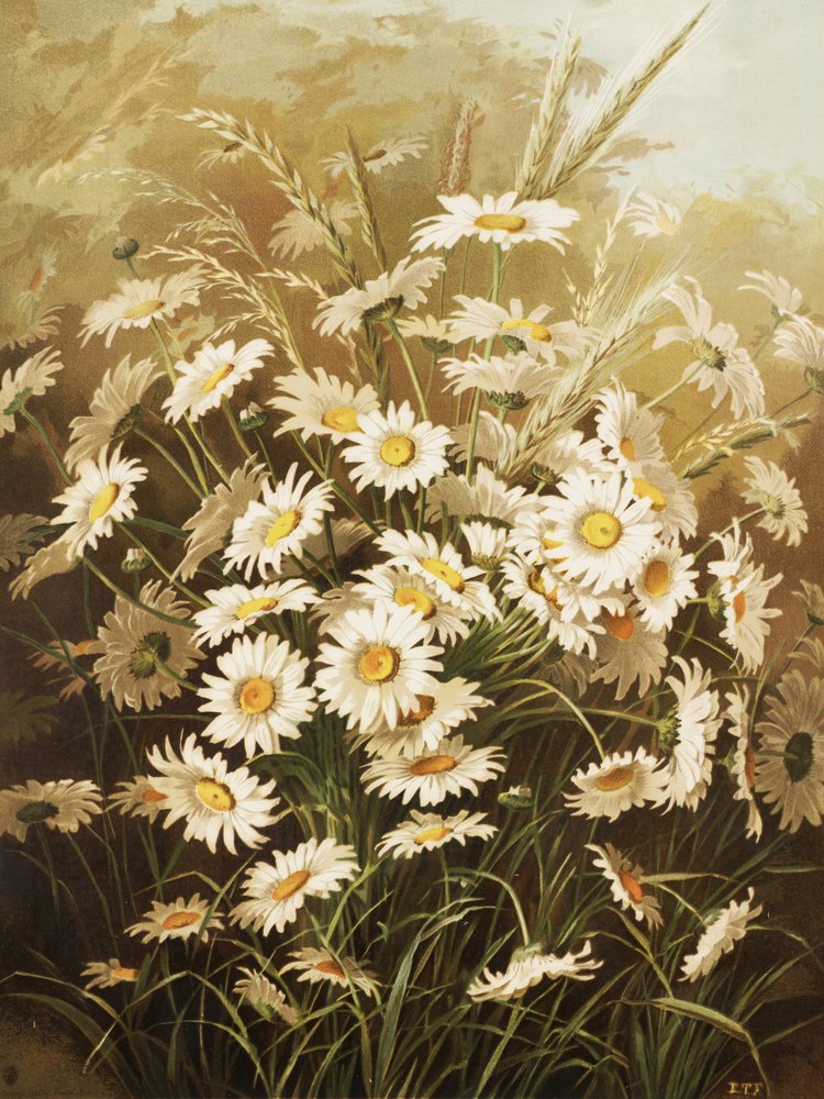 Daisies by Ellen Thayer Fisher