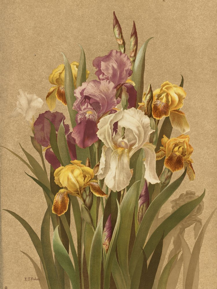 Fleur De Lis, No. 3 by Ellen Thayer Fisher