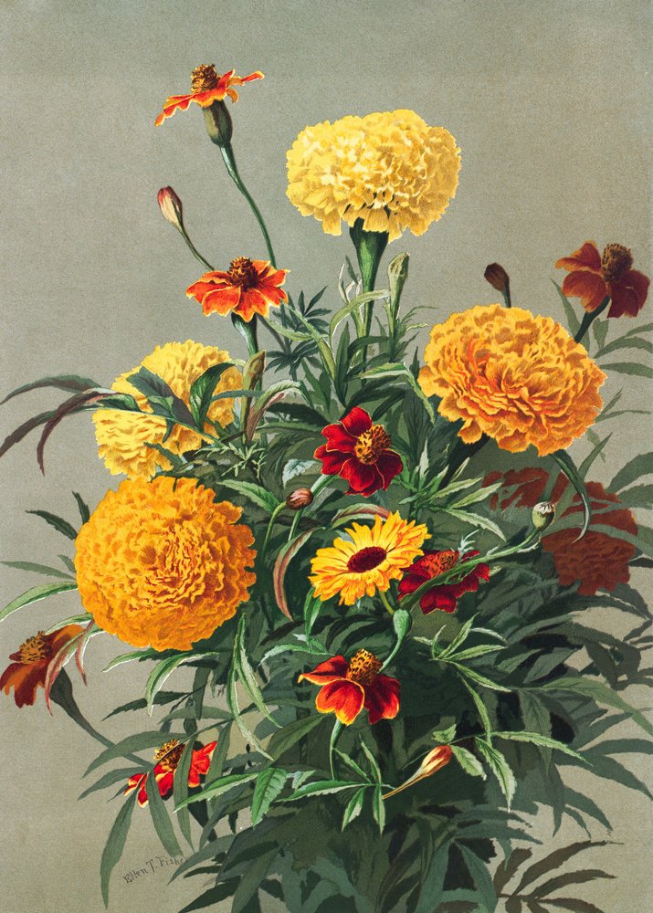 Marigolds by Ellen Thayer Fisher