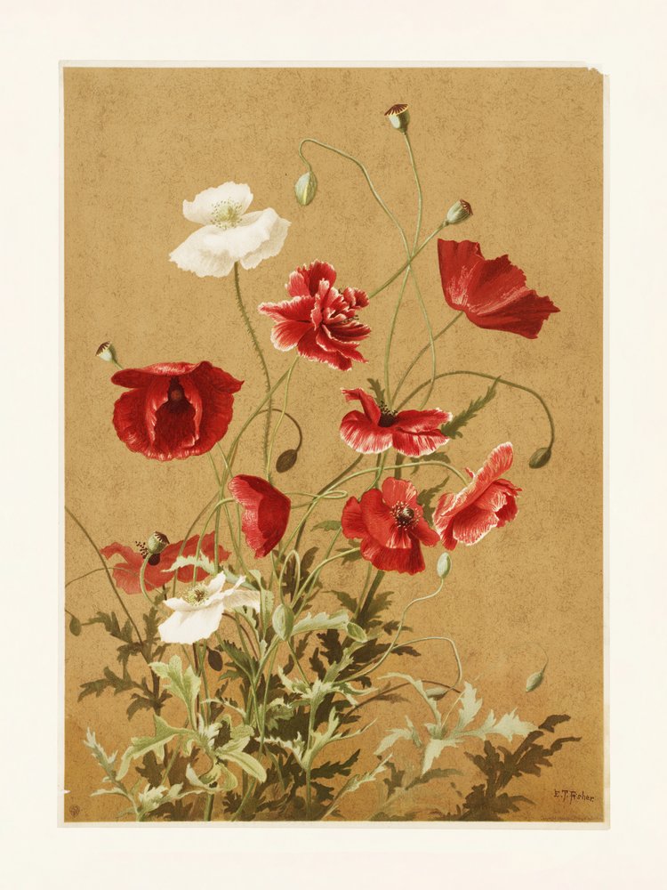 Poppies No. 3 by Ellen Thayer Fisher
