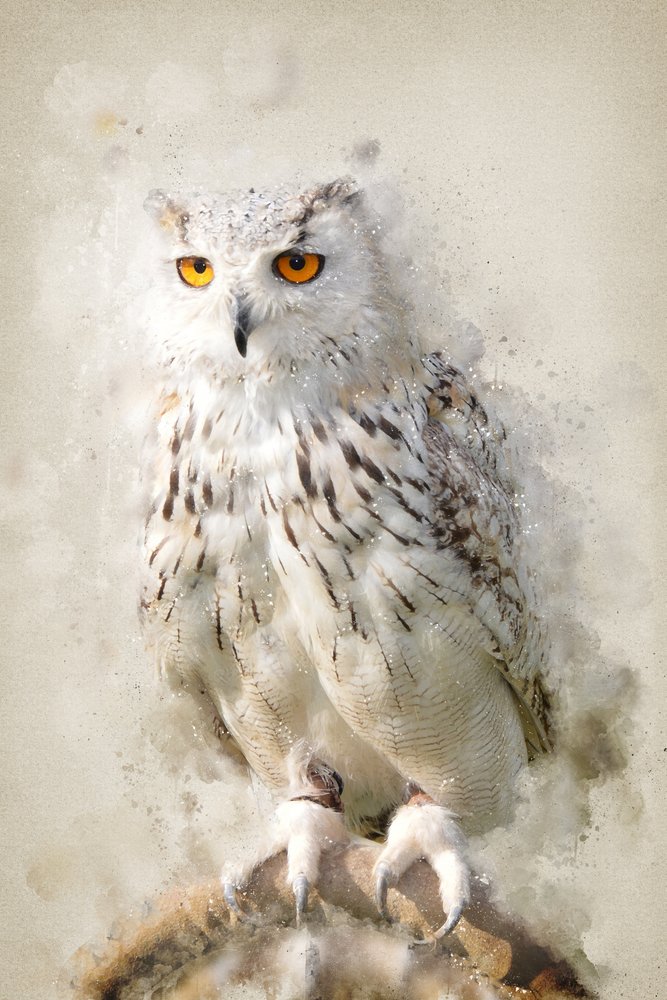 Majestic Snowy Owl Gaze by Ema Paraschiv