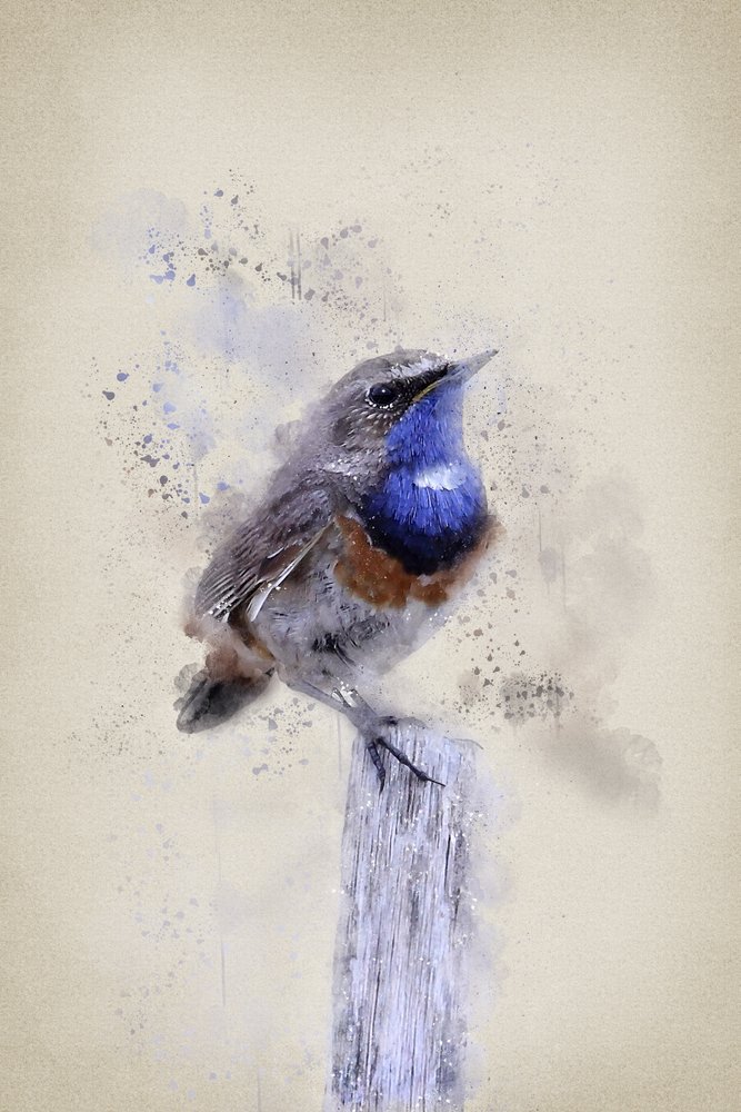 Serene Watercolor Bluethroat by Ema Paraschiv