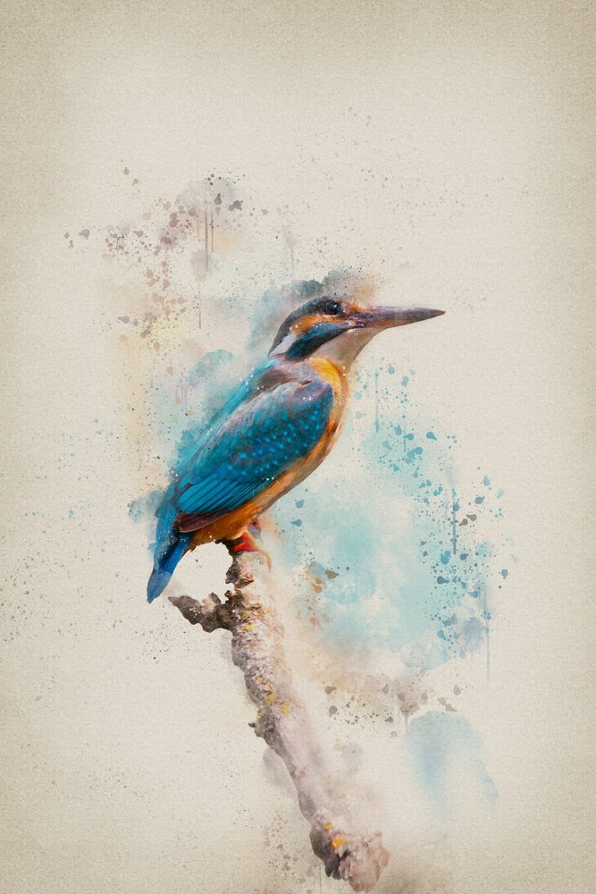 Vibrant Kingfisher Watercolor by Ema Paraschiv