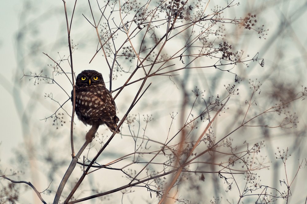 Watchful Little Owl by Emilian Avramescu