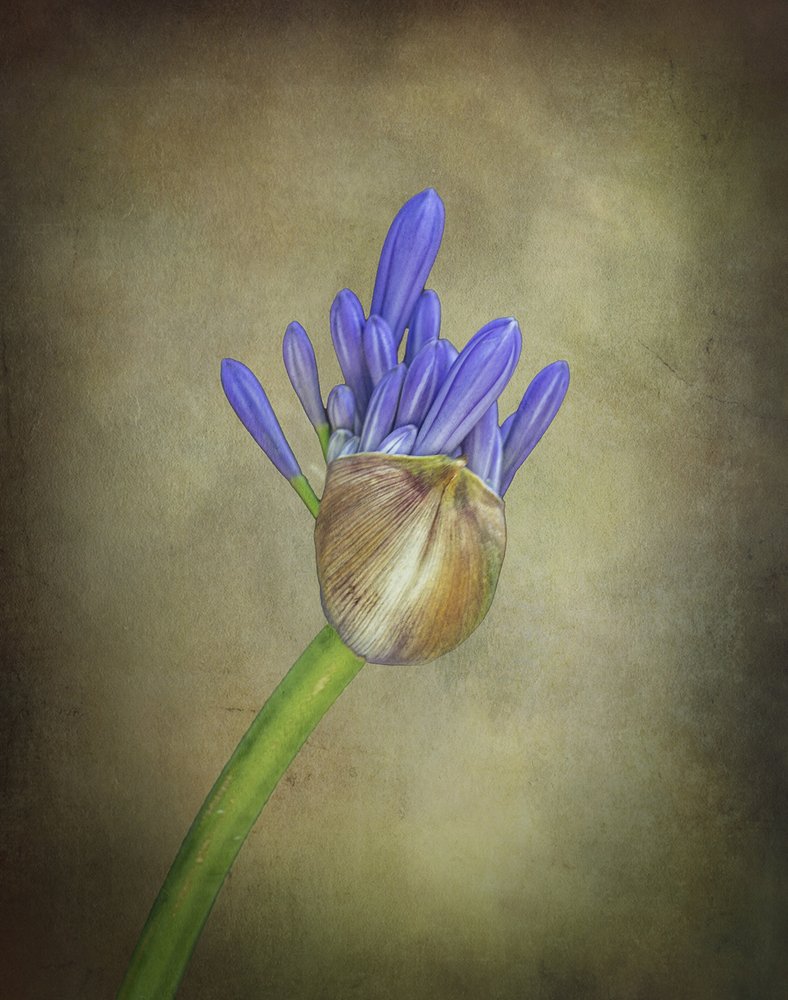 Purple Agapanthus Bud by Esteban Rios