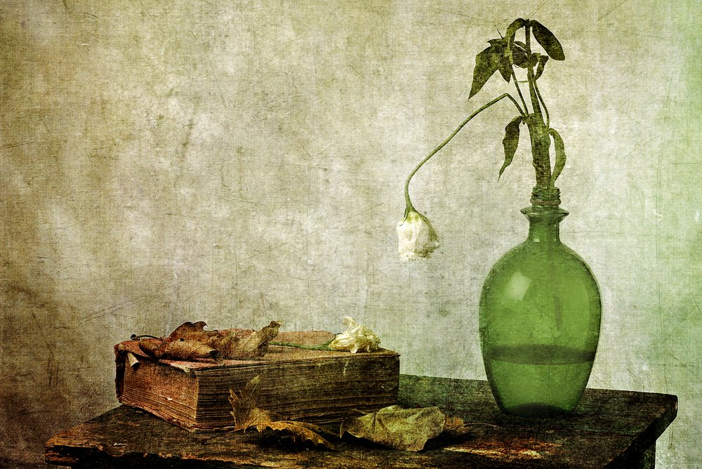 Withered Rose Old Book by Eyal Amer