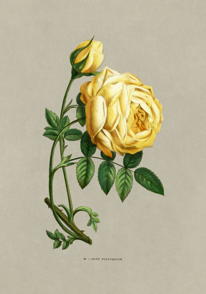 Rose Sulfureuse by F. Grobon
