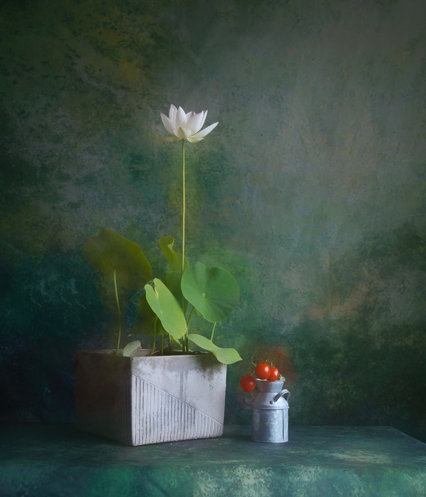 Serene White Lotus Still Life by Fangping Zhou