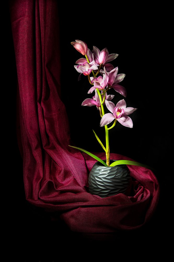 Elegant Pink Orchid by Felice Angelino