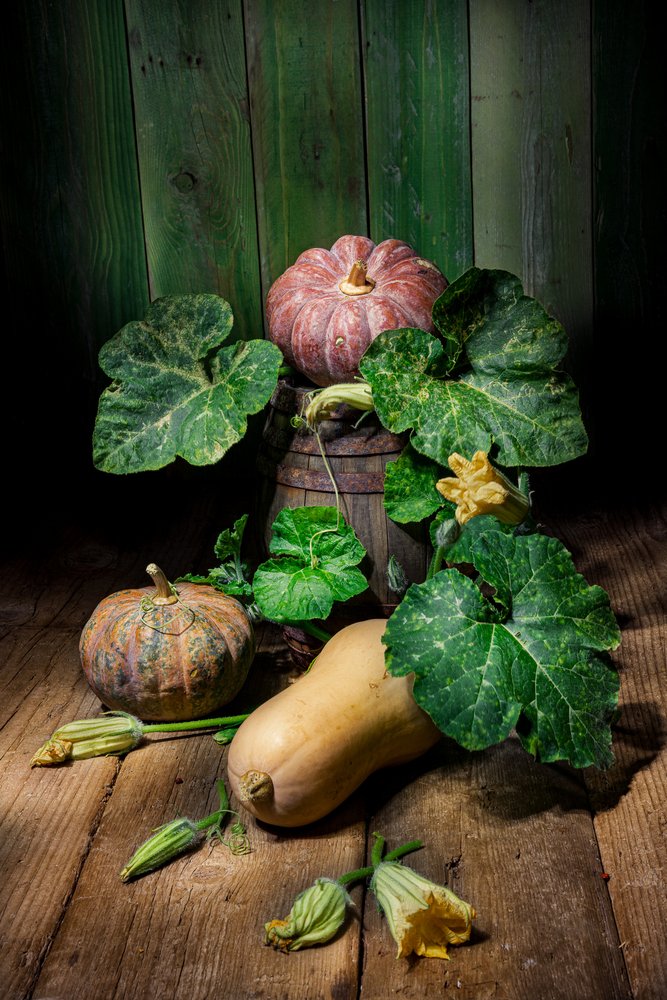 Harvest Pumpkins and Squash by Felice Angelino