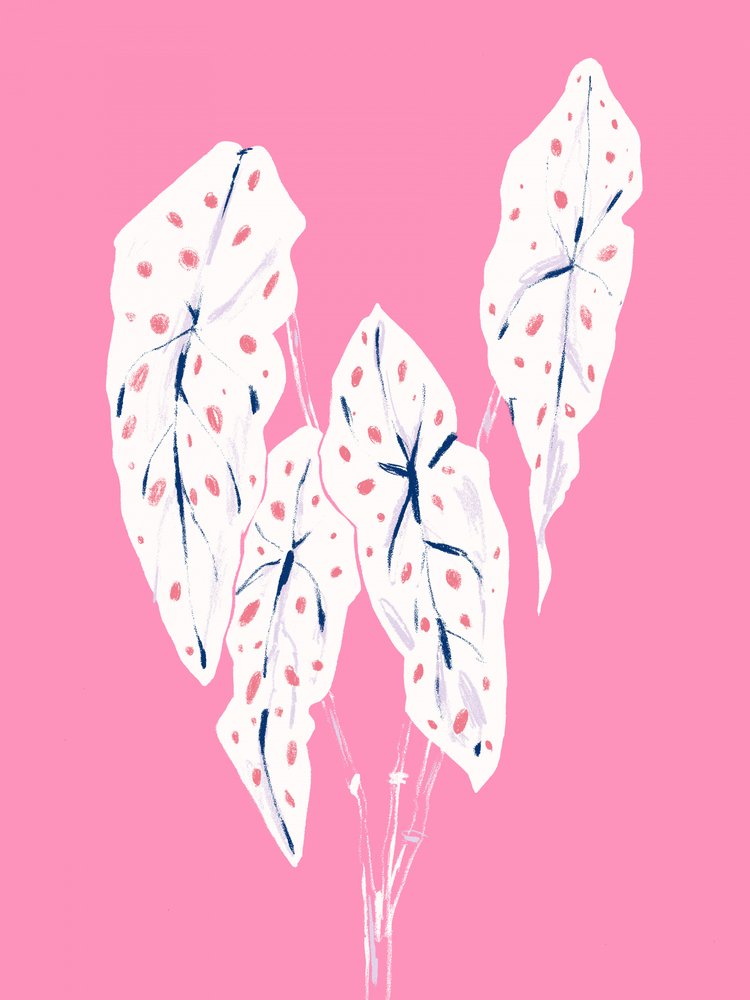 Pink Caladium Foliage by Francesco Gulina