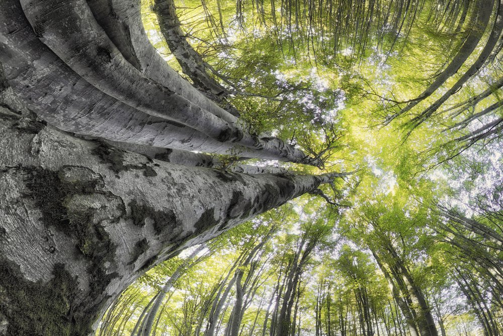 Majestic Forest Canopy by Francois Casanova