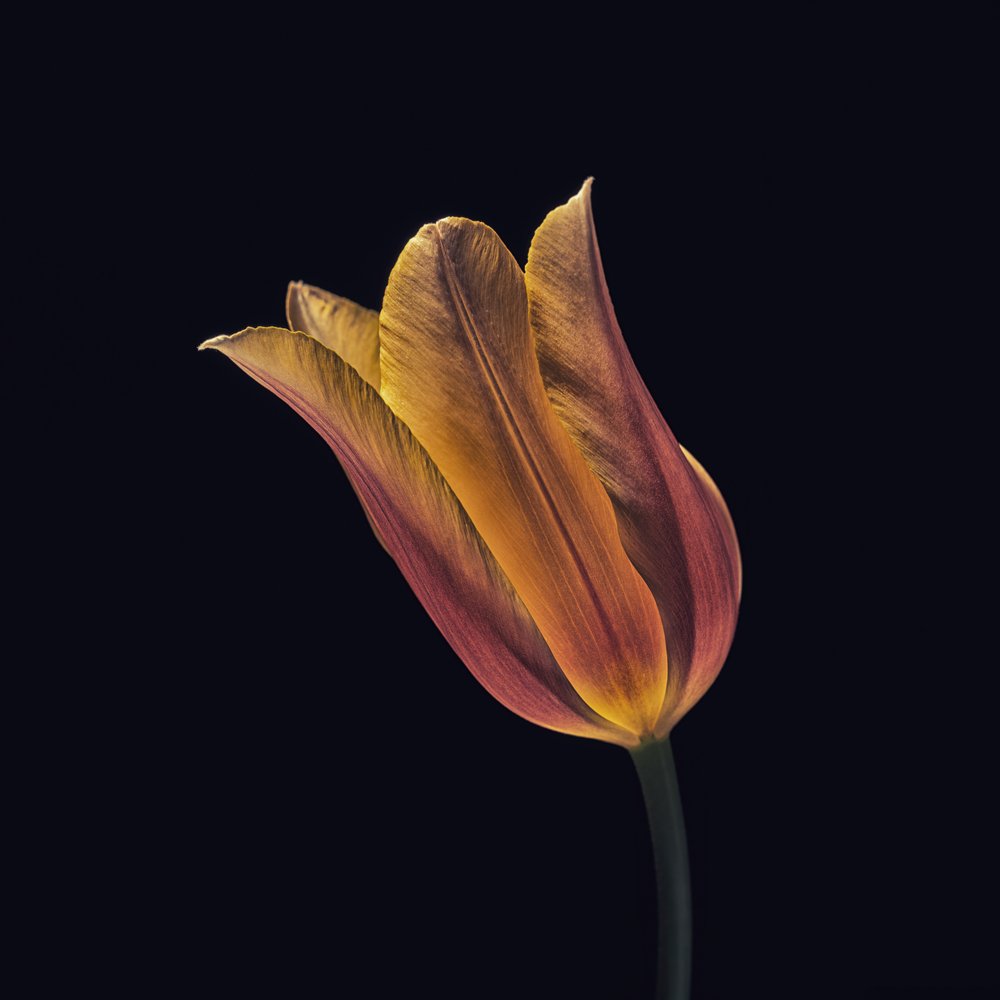Glowing Orange Tulip by Frank Ulrich Gandenberger