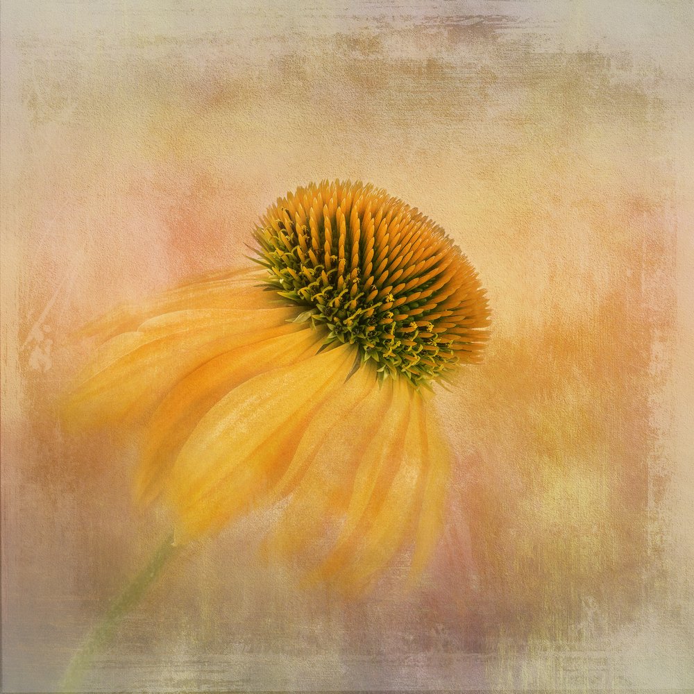 Golden Coneflower Dream by Gaille Gray