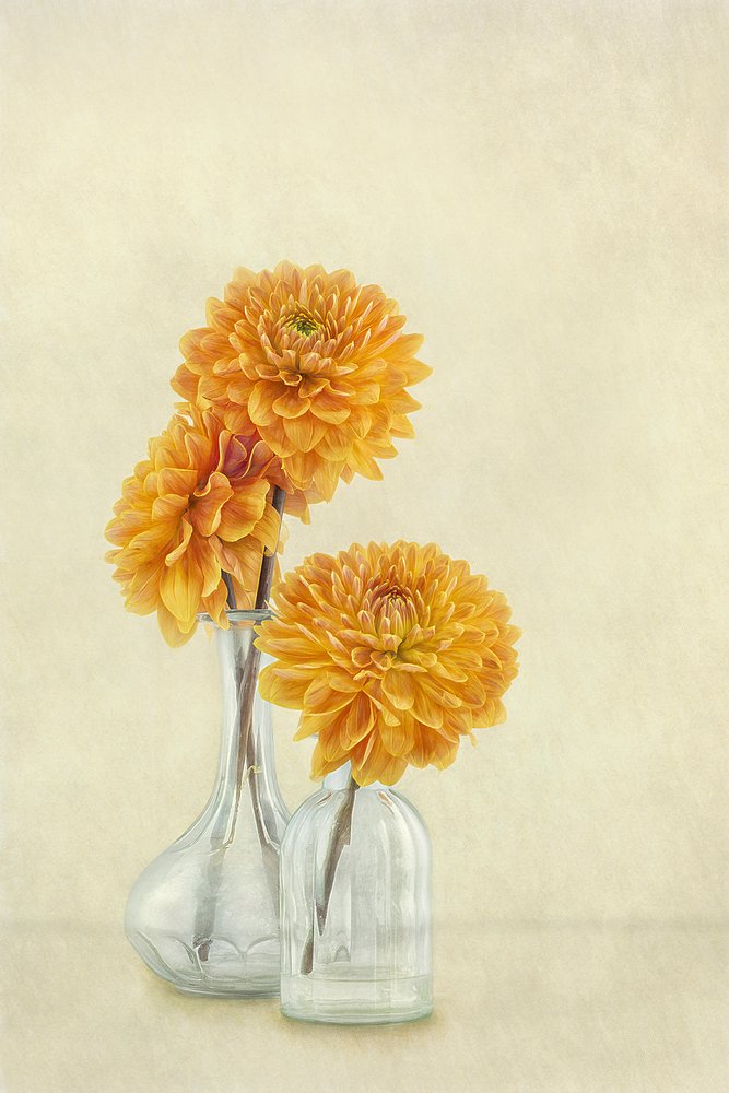 Soft Orange Dahlias by Gaille Gray