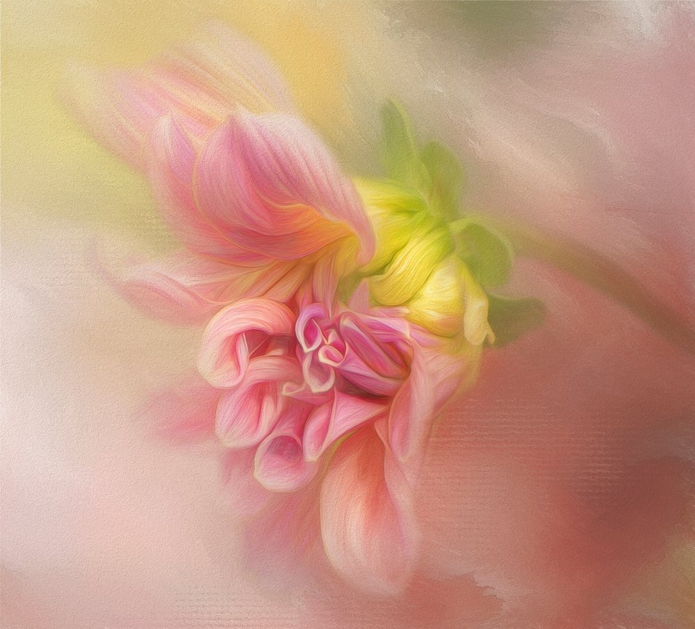 Soft Pink Dahlia by Gaille Gray
