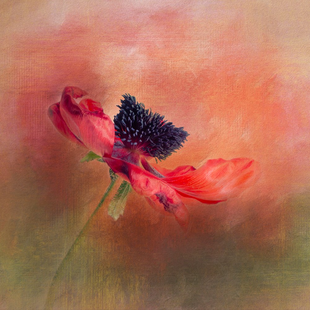 Vibrant Poppy Bloom by Gaille Gray