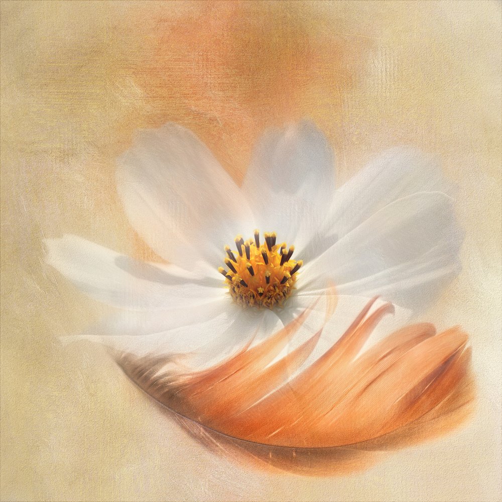 White Cosmos Feather by Gaille Gray