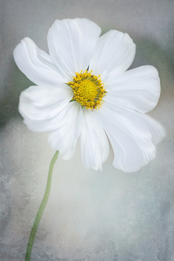 Delicate White Cosmos by GaoSL