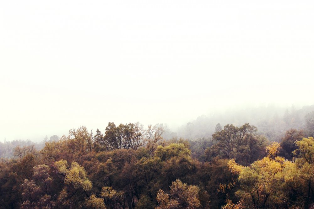 Misty Autumn Forest by Gemma Bardot