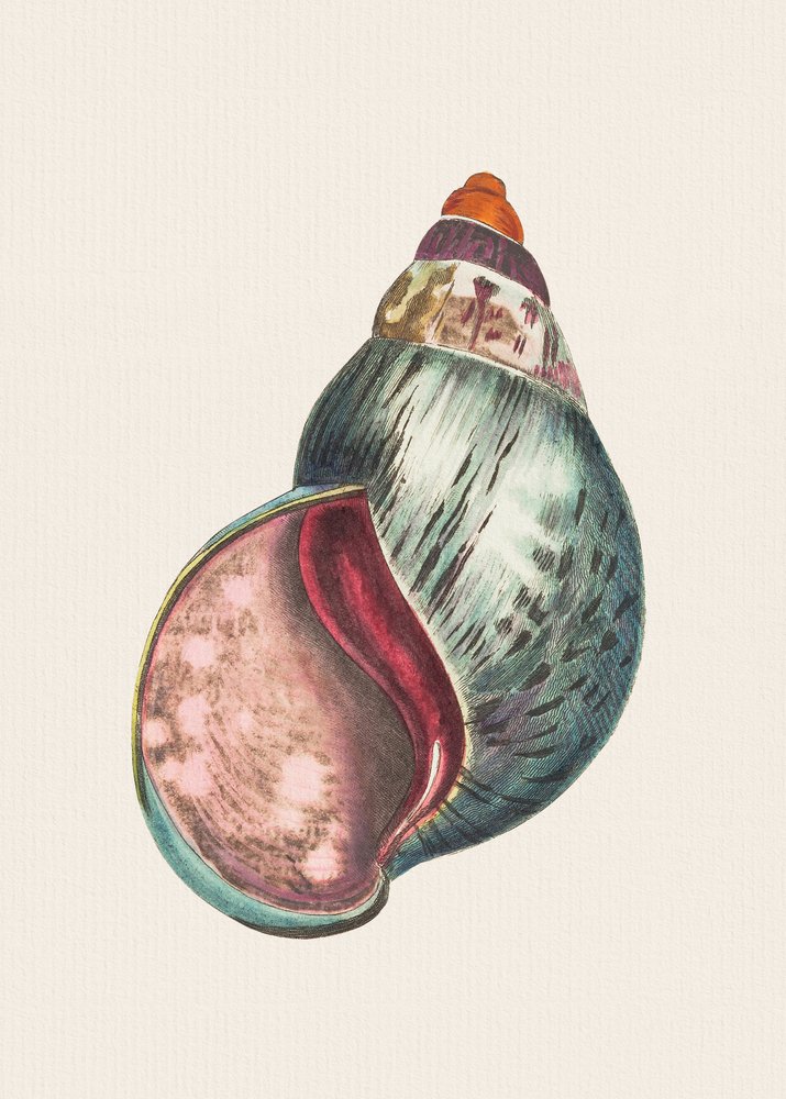 Agate Bulla by George Shaw