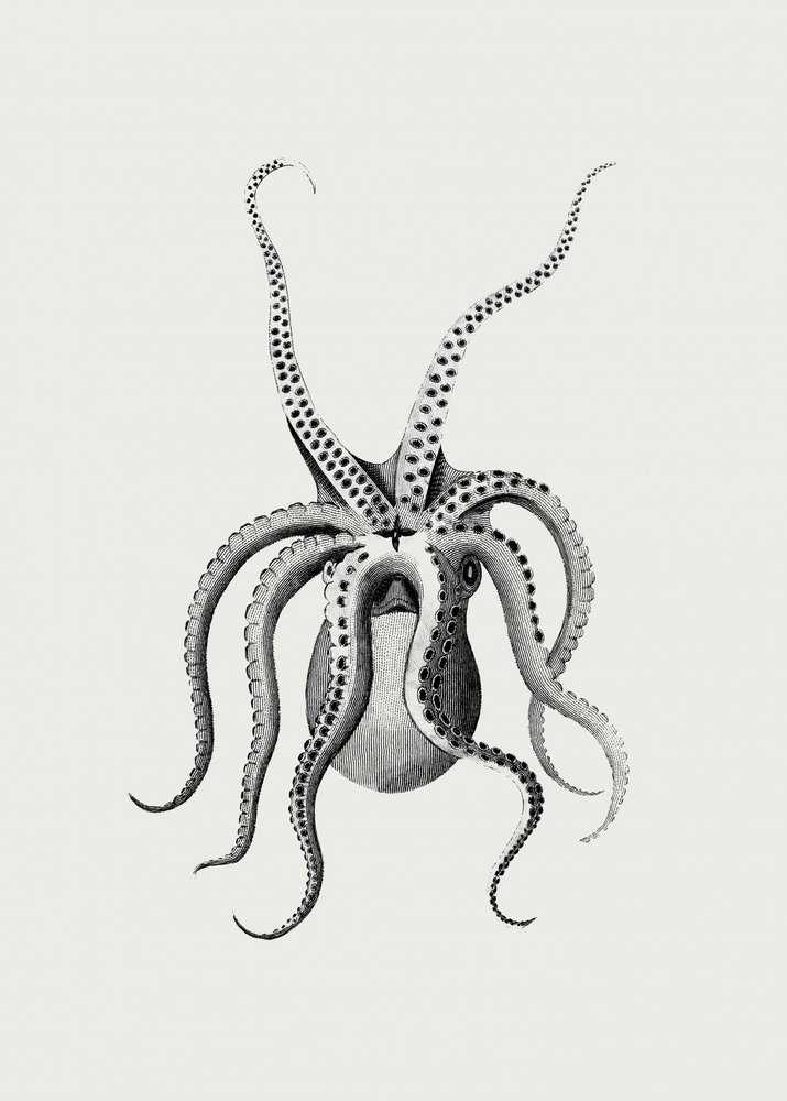 Octopus by George Shaw