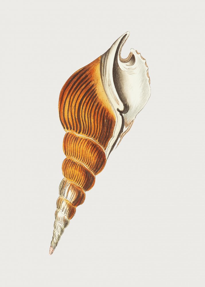 Spindle Strombus by George Shaw