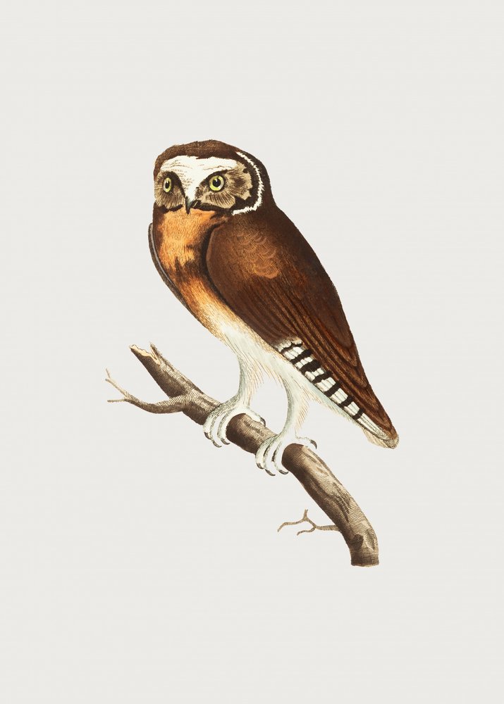 White Fronted Owl by George Shaw