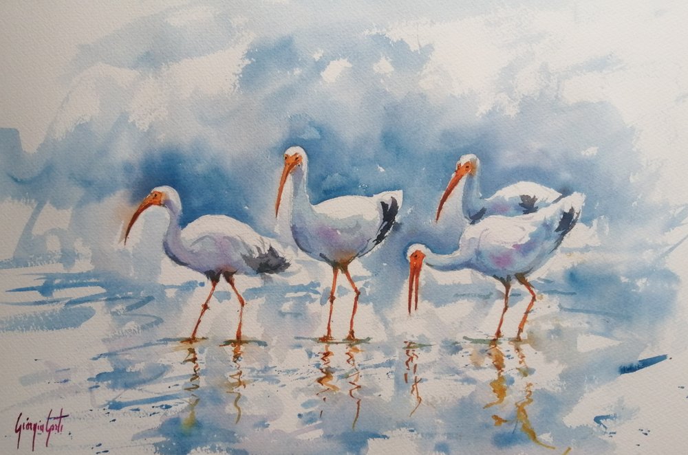 White Ibis Reflections by Giorgio Gosti