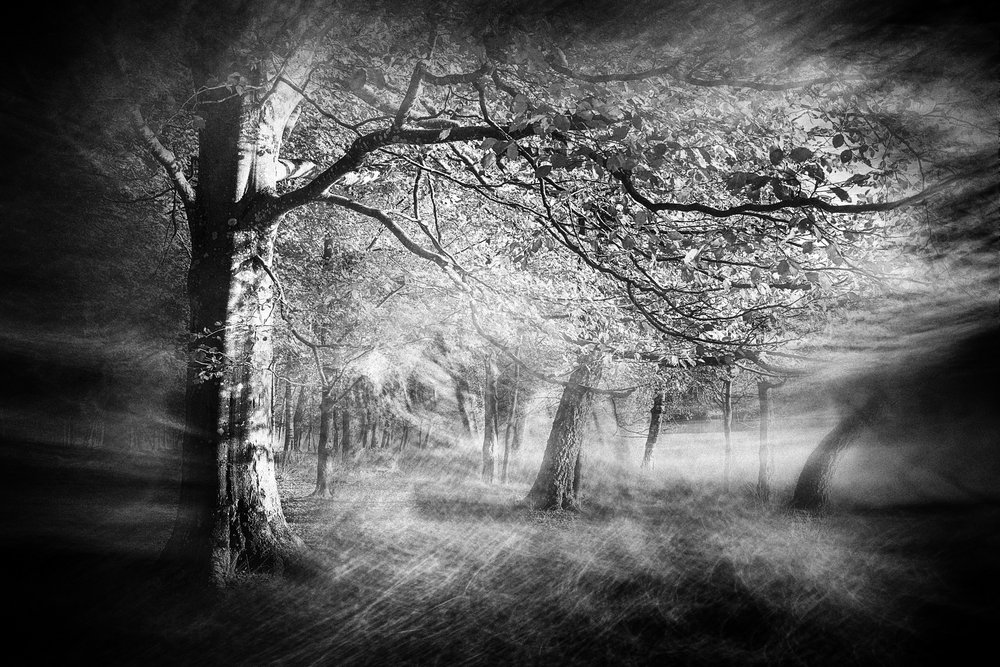 Ethereal Forest Light von Gustav Davidsson