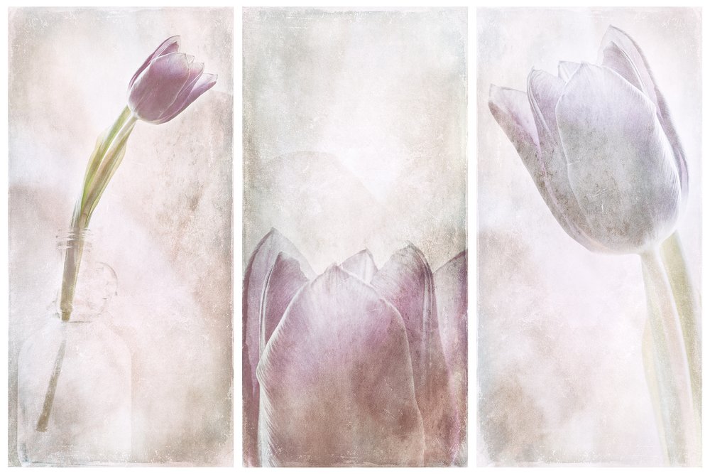 Lavender Tulip Dream by Gustav Davidsson