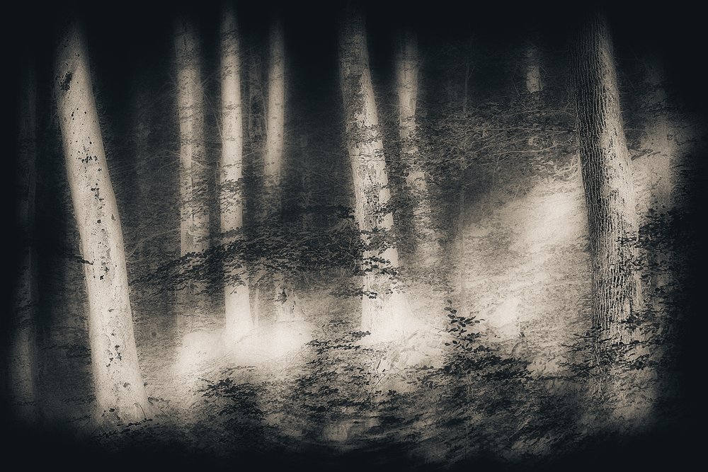 Misty Forest Dream von Gustav Davidsson