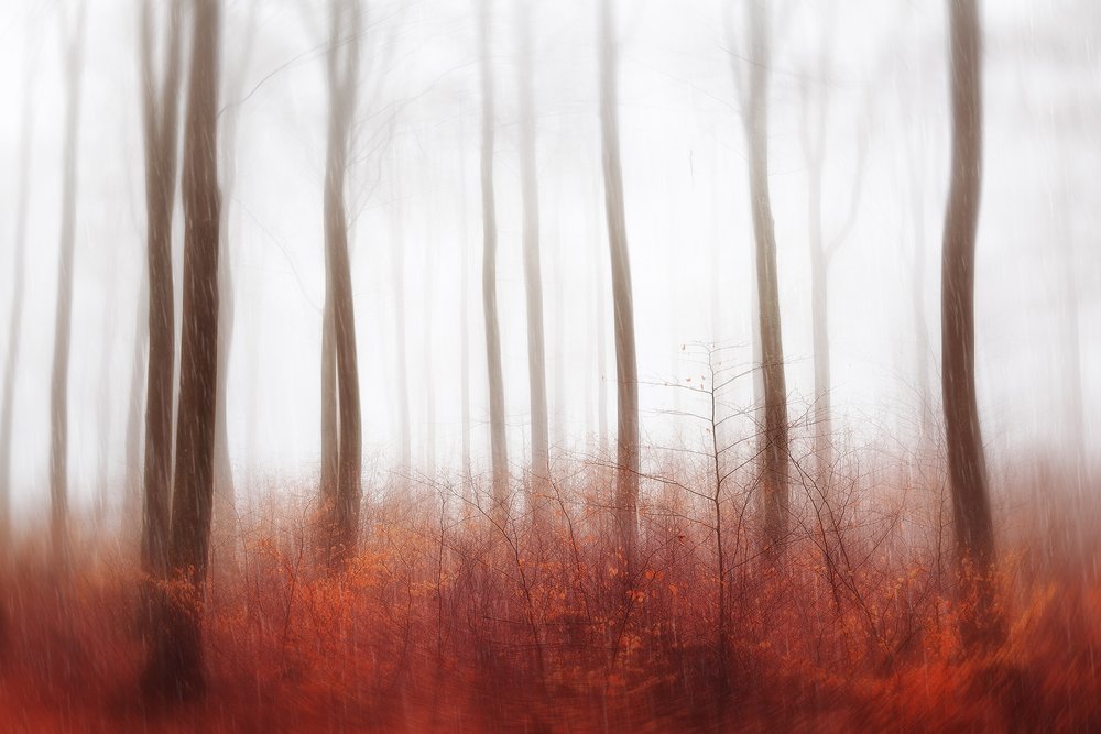 Misty Red Forest by Gustav Davidsson