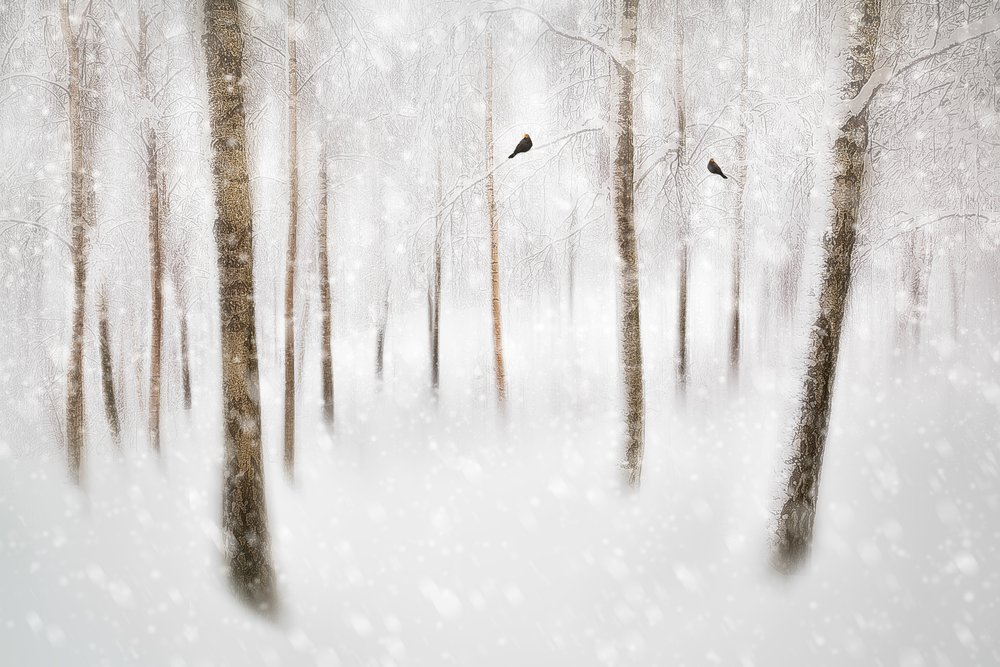 Serene Winter Forest von Gustav Davidsson