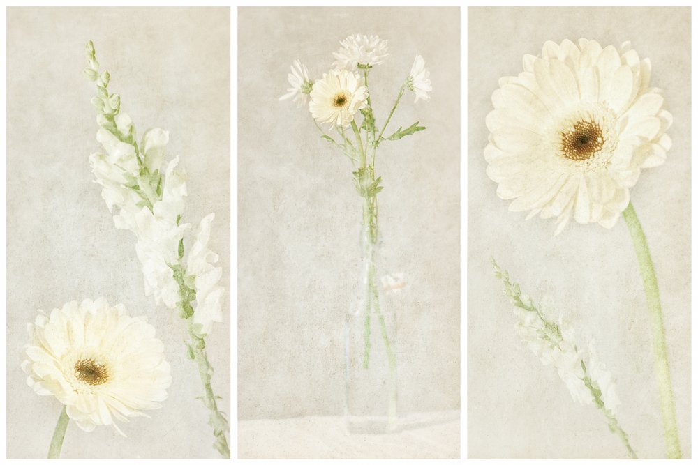 Soft White Blooms by Gustav Davidsson