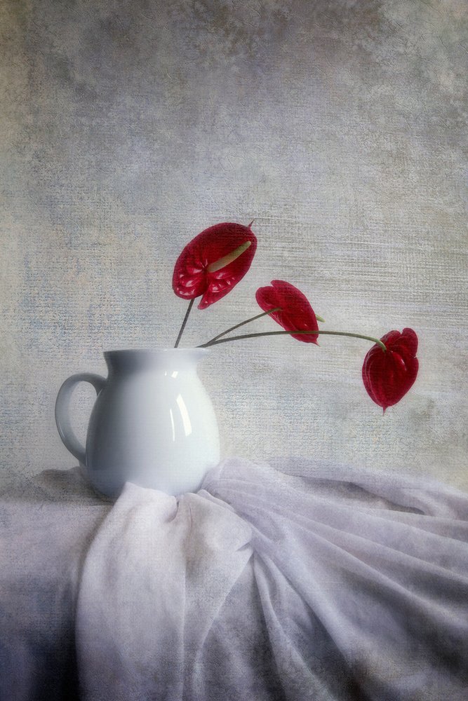 Red Anthurium Still Life by Hari Sulistiawan