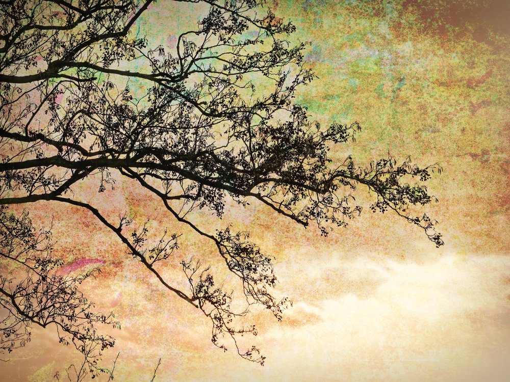 Artistic Tree Silhouette by Ida Publishing