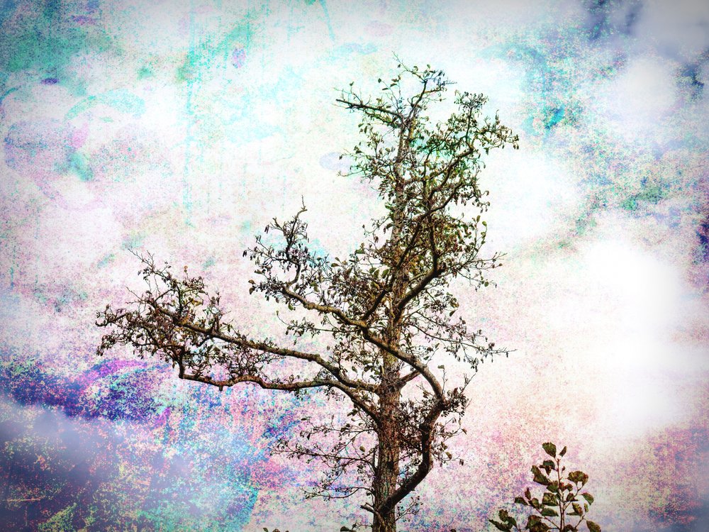 Colorful Tree Dream by Ida Publishing