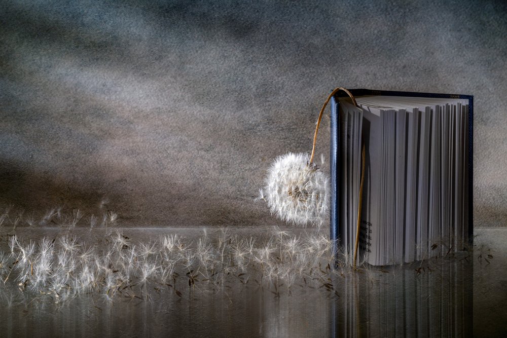 Dandelion Book Reflection by Igor Kopcev
