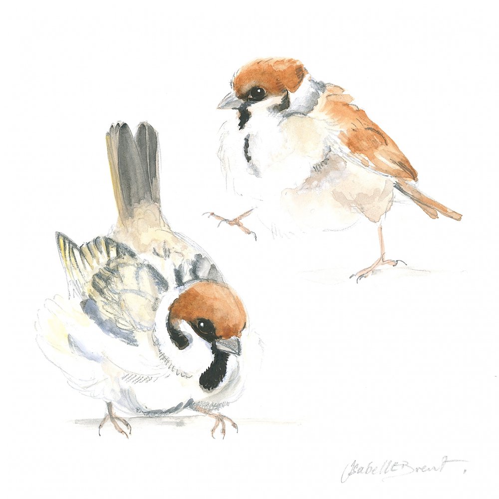 Baby Sparrows by Isabelle Brent