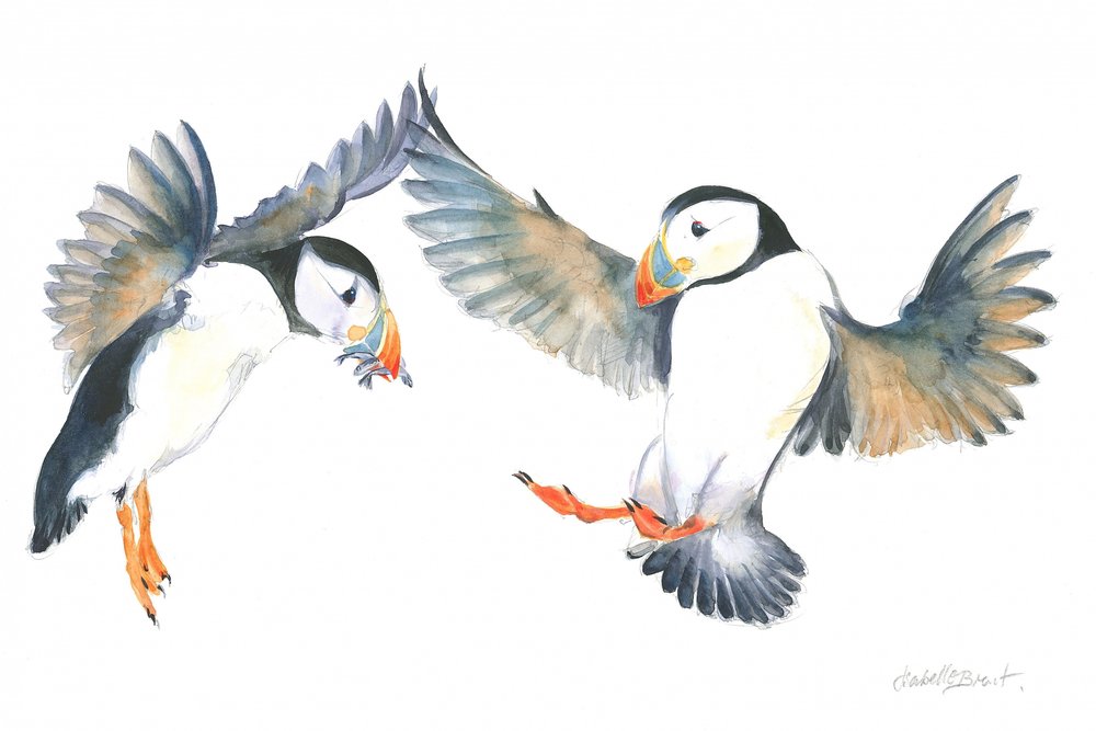 Dancing Puffins by Isabelle Brent