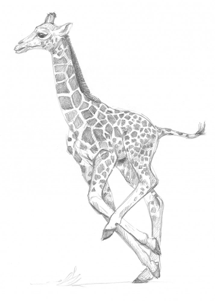 Giraffe by Isabelle Brent