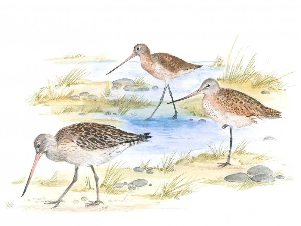 Godwit Birds by Isabelle Brent