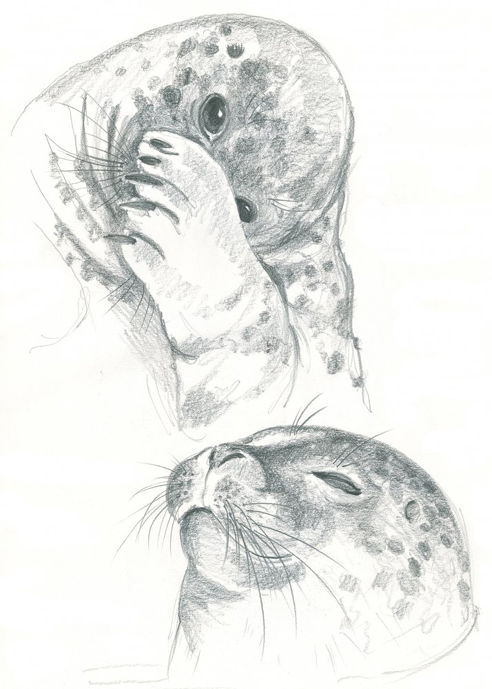Grey Seals Drawing by Isabelle Brent