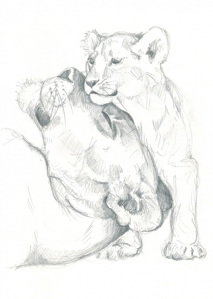 Lioness and Cub Drawing Study by Isabelle Brent