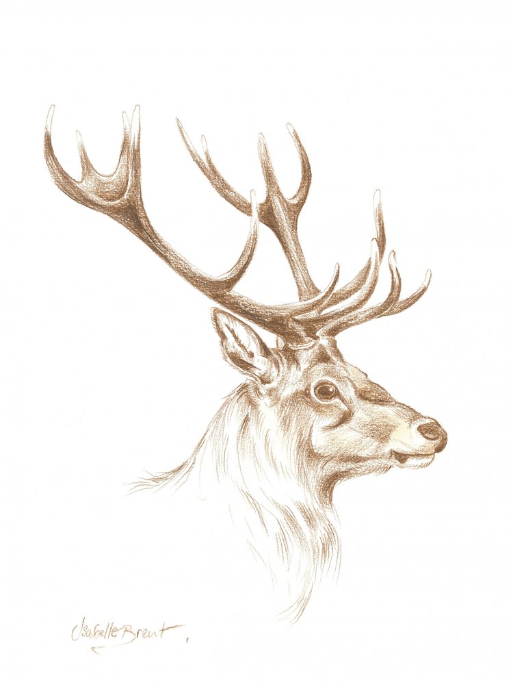 Majestic Stag Drawing by Isabelle Brent