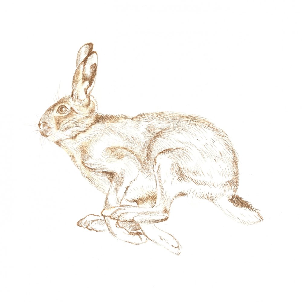 Running Wild Hare by Isabelle Brent